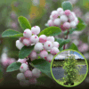 Śnieguliczka koralowa- na żwyopłot Symphoricarpos 1