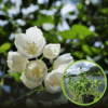 Jaśminowiec wonny Belle etoile (Philadelphus) Philadelphus coronarius 'Belle etoile' 1