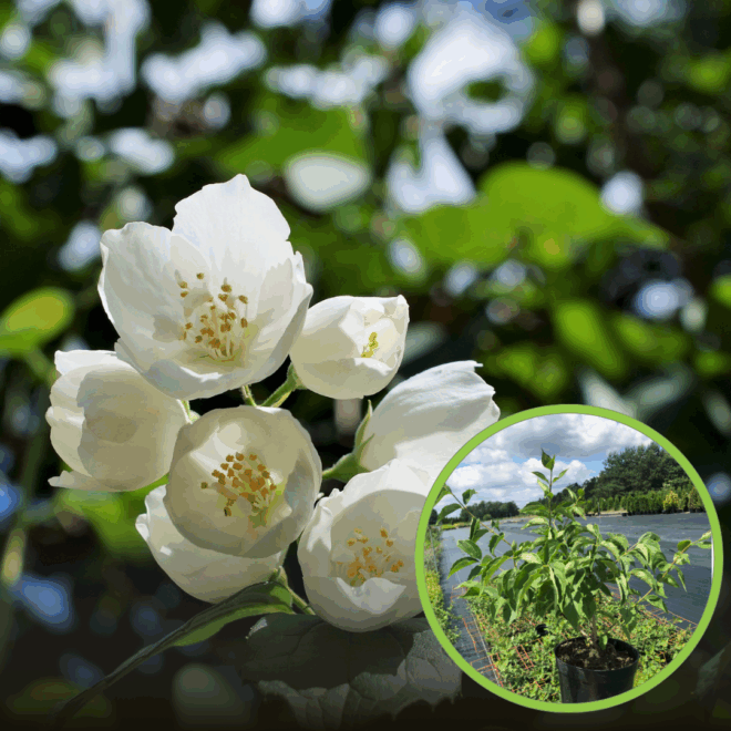 Jaśminowiec wonny Belle etoile (Philadelphus) Philadelphus coronarius 'Belle etoile' 1