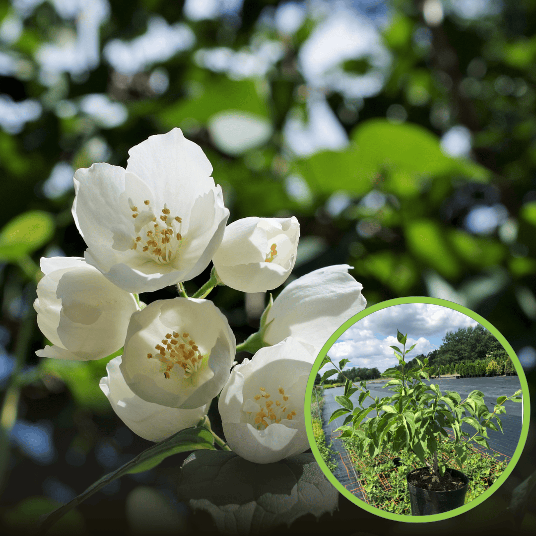 Jaśminowiec wonny Belle etoile (Philadelphus)