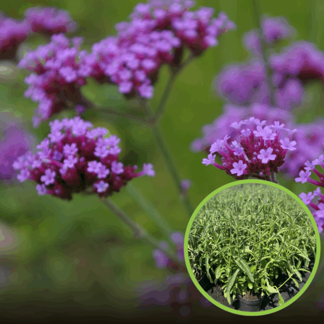 Werbena (Verbena) - fioletowa obficie kwitnąca Verbena 1