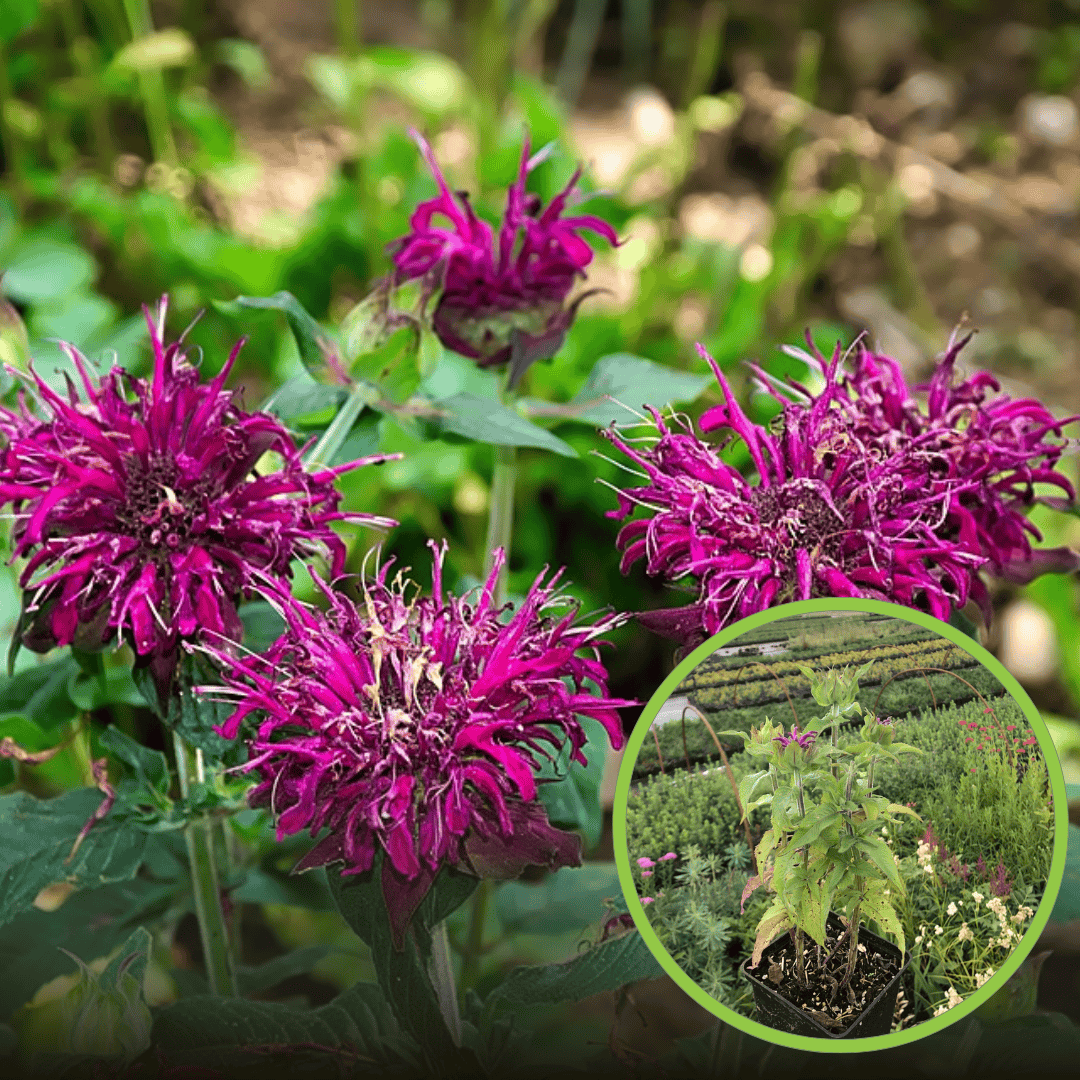 Pysznogłówka Balmy Lilac fioletowa (Monarda) - fioletowa Monarda 'Balmy Lilac ' 1