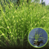Miskant chiński Strictus - zebra pasiaste liście Miscanthus sinensis 'Strictus' 1