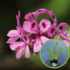Firletka smółka Splendens Feuer (Lychnis) C2 - Różowe kwiaty Lychnis 'Splendes Feuer' 1