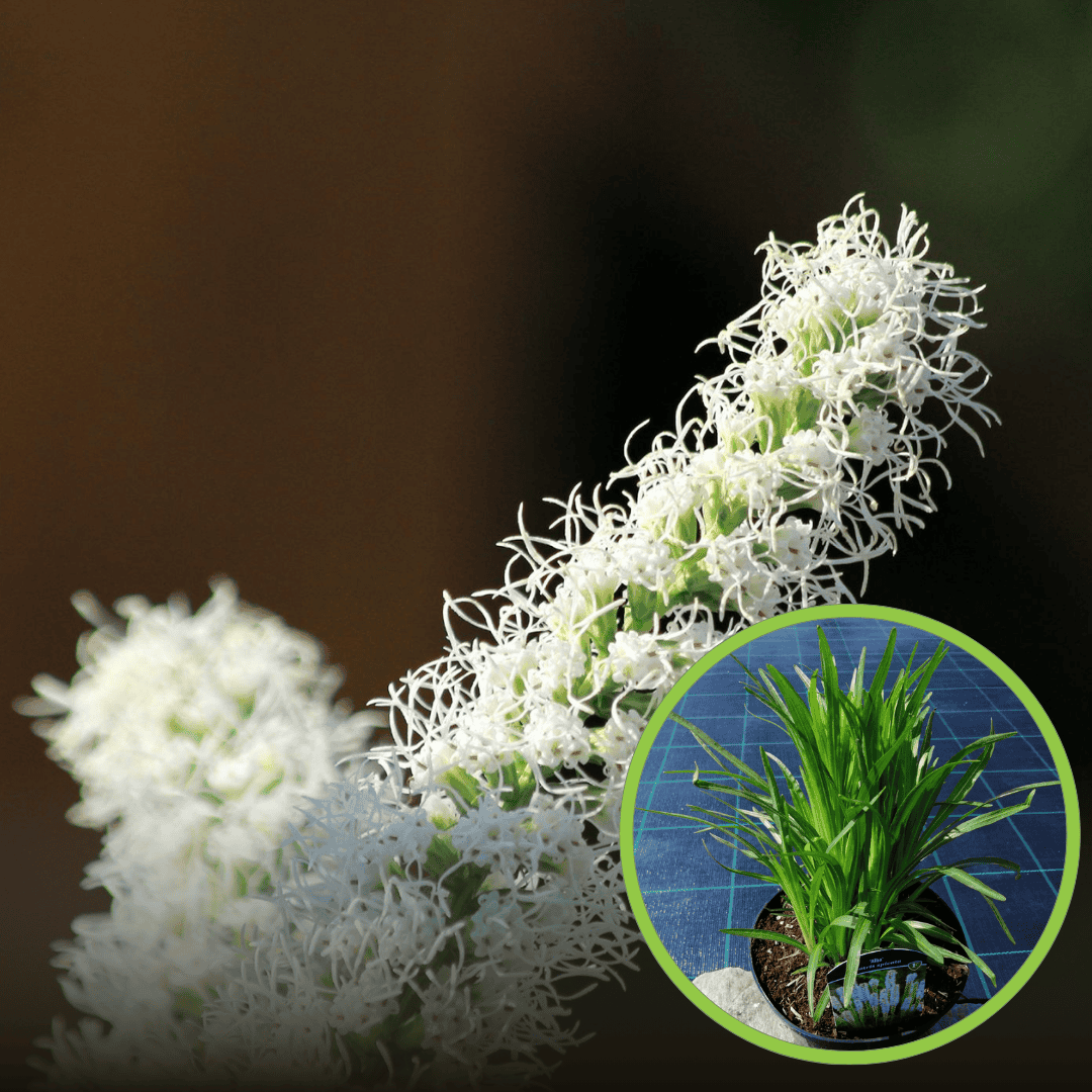 Liatra kłosowa Alba biała (Liatris spicata) - biała odmiana Liatris spicata 'Alba' 1