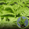Narecznica samcza 'Crispa Cristata' (Dryopteris filix-mas) Narecznica samcza 'Crispa Cristata' (Dryopteris filix-mas) 1