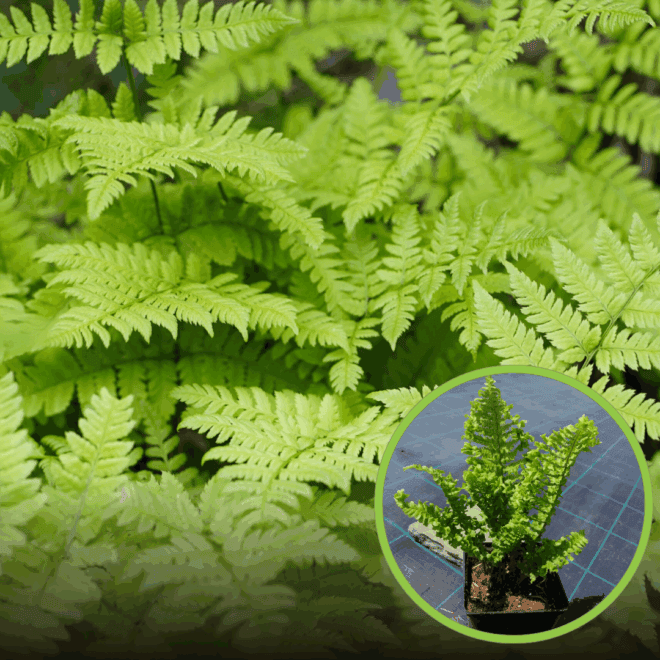 Narecznica samcza 'Crispa Cristata' (Dryopteris filix-mas) Narecznica samcza 'Crispa Cristata' (Dryopteris filix-mas) 1