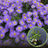Aster krzaczasty Dunkle Schöne - fioletowy i niski Aster dumosum 'Dunke schone' 1