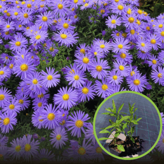 Aster krzaczasty Dunkle Schöne - fioletowy i niski Aster dumosum 'Dunke schone' 1