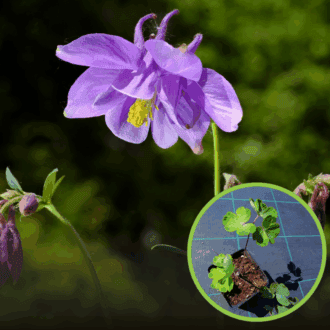 Orlik pospolity (Aquilegia vulgaris) - Niebieski Aquilegia vulgaris 1