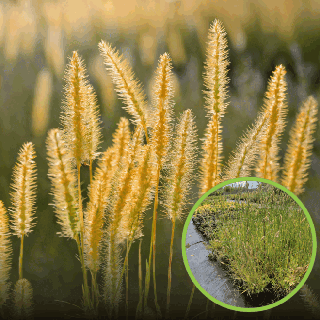 Wyczyniec łąkowy Aureovariegatus (Alopecurus) - NIESPOTYKANA ODMIANA Alopecurus pratensis 'Aureovariegatus' 1
