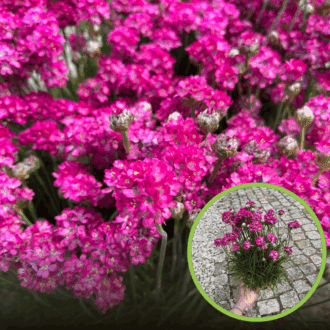 Zawciąg nadmorski 'Rubifolia' (Armeria maritima) Armeria maritima 'Rubifolia' 1