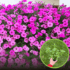 Supertunia kaskadowa VISTA - BUBBLEGUM Supertunia kaskadowa VISTA - BUBBLEGUM 1