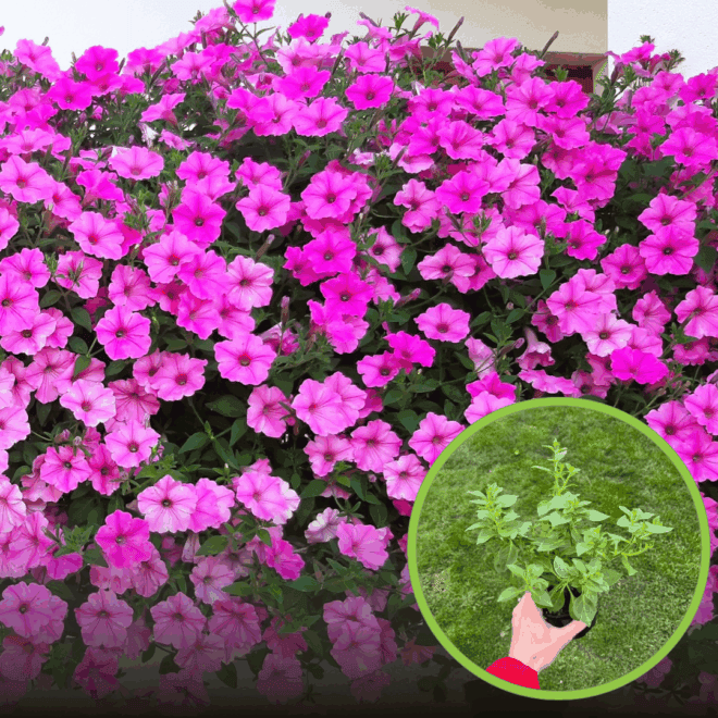 Supertunia kaskadowa VISTA - BUBBLEGUM Supertunia kaskadowa VISTA - BUBBLEGUM 1