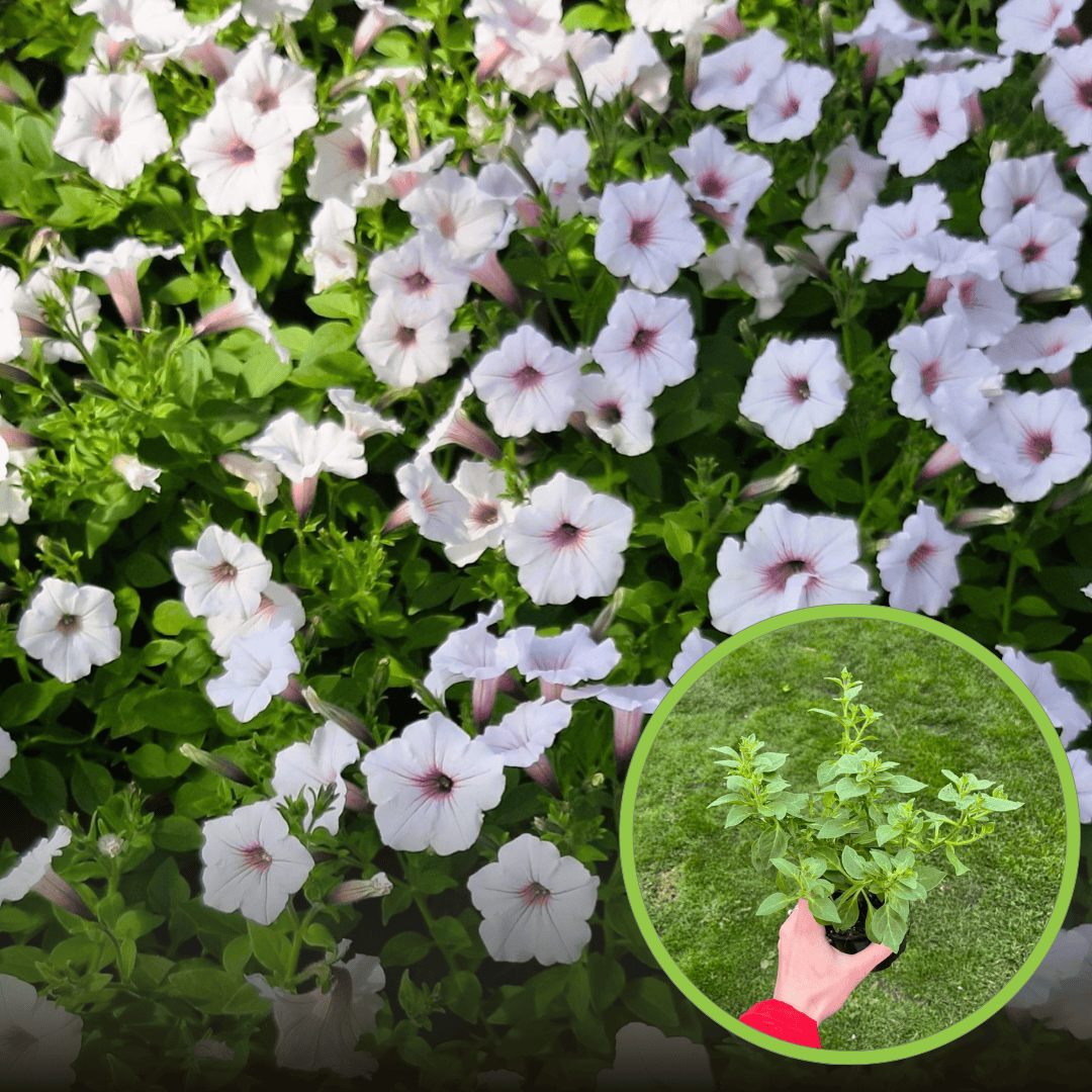 Supertunia kaskadowa VISTA - SILVERBERRY Supertunia kaskadowa VISTA - SILVERBERRY 1