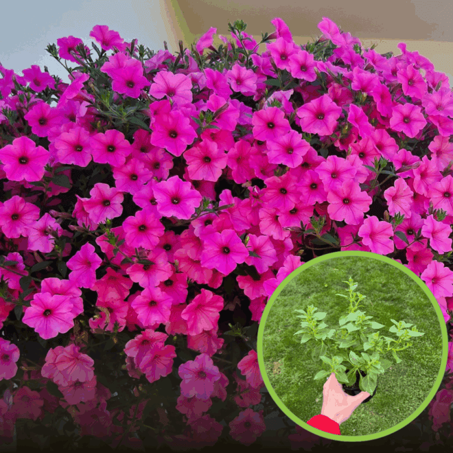 Supertunia kaskadowa VISTA - FUCHSIA Supertunia kaskadowa VISTA - FUCHSIA 1