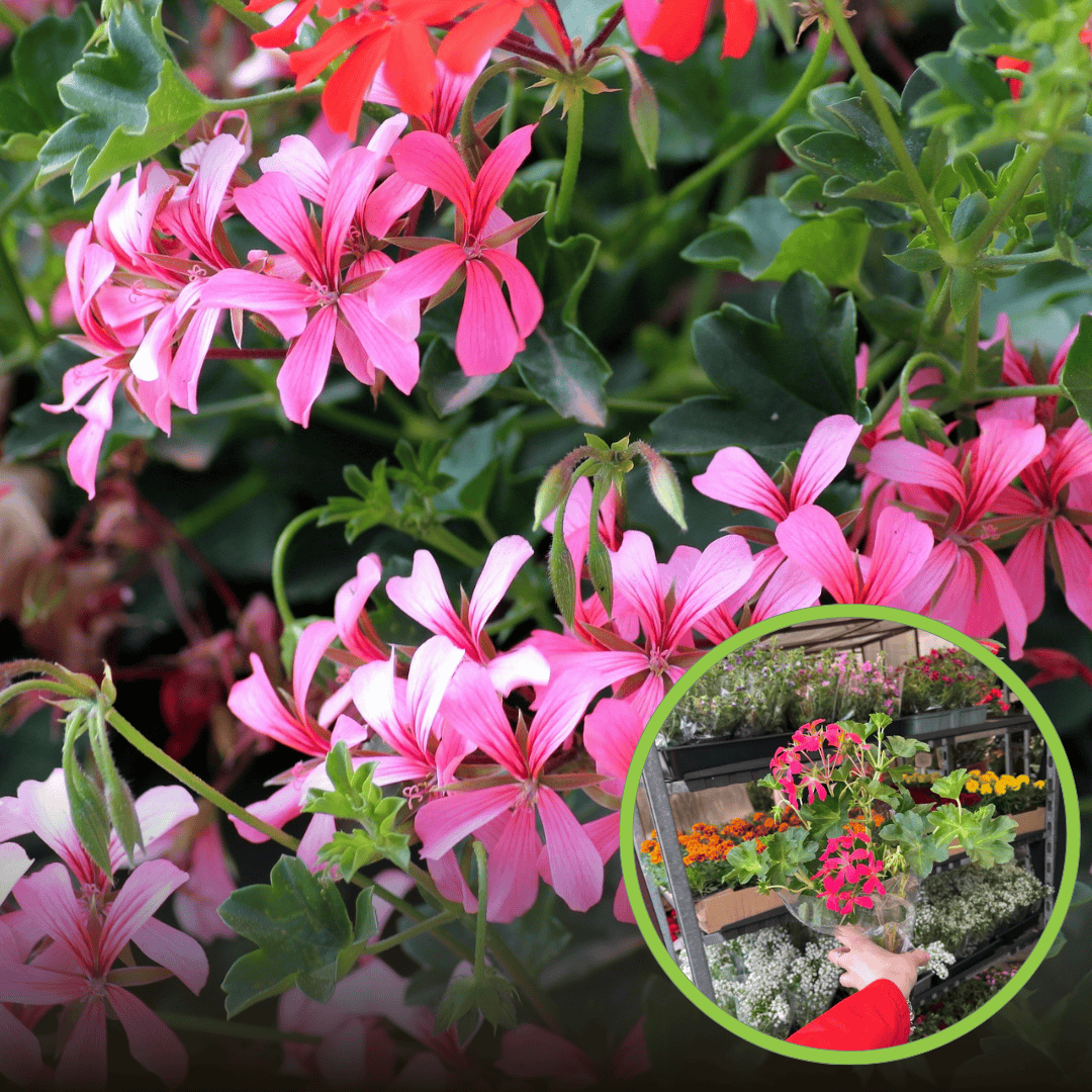 Pelargonia zwisająca - Różowa Pelargonia zwisająca - Różowa 1