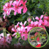 Pelargonia zwisająca - różowo fioletowa Pelargonia zwisająca - różowo fioletowa 1