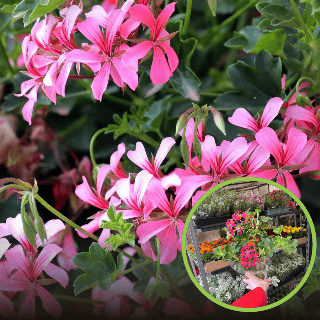 Pelargonia zwisająca - różowo fioletowa Pelargonia zwisająca - różowo fioletowa 1