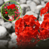 Pelargonia rabatowa - czerwona CALIOPE Pelargonia rabatowa - czerwona CALIOPE 1