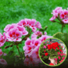 Pelargonia rabatowa - różowa CALIOPE Pelargonia rabatowa - różowa CALIOPE 1