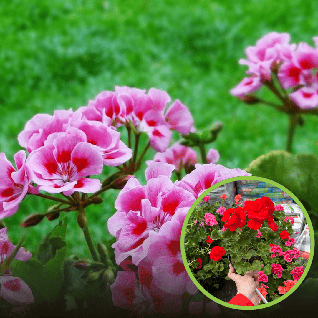 Pelargonia rabatowa - różowa CALIOPE Pelargonia rabatowa - różowa CALIOPE 1
