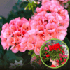 Pelargonia rabatowa - różowo-pomarańczowa CALIOPE Pelargonia rabatowa - różowo-pomarańczowa CALIOPE 1