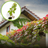 Winobluszcz pięciolistkowy Engelmanii- kolorowe pnącze Parthenocissus quinquefolia 'Engelmanii' 1