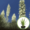 Jukka karolińska - krępla Yucca filamentosa 1