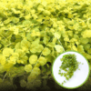 Tojeść rozesłana AUREA Goldilocks - złota Lysimachia nummularia 'Aurea' 1