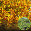 Tawuła nippońska GERLVE'S RAINBOW - kolorowa odmiana UNIKAT Spiraea nipponica 'GERLVE'S RAINBOW' 1