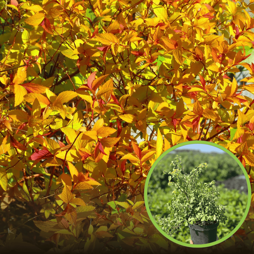 Tawuła nippońska GERLVE'S RAINBOW - kolorowa odmiana UNIKAT Spiraea nipponica 'GERLVE'S RAINBOW' 1