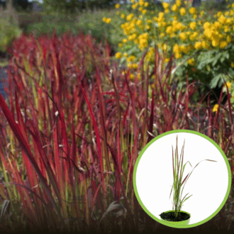Imperata cylindryczna RED BARON - ognista trawa Imperata 'Red Baron' 1