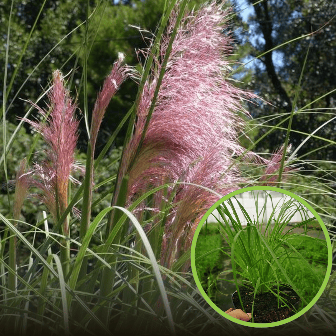 Trawa Pampasowa ROSEA- różowa Cortaderia selloana 'Rosea' 1
