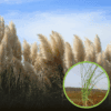 Trawa Pampasowa WHITE PLUME - biała Cortaderia selloana 'White plume' 1