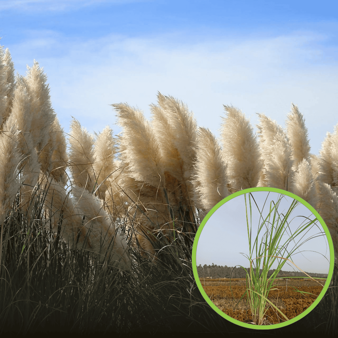 Trawa Pampasowa WHITE PLUME - biała Cortaderia selloana 'White plume' 1