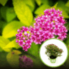 Tawuła szara GERLVE'S RAINBOW - Różowe kwiaty kolorowe liście Spiraea x cinerea 'GERLVE'S RAINBOW' 1