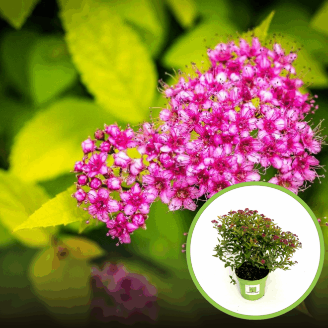 Tawuła szara GERLVE'S RAINBOW - Różowe kwiaty kolorowe liście Spiraea x cinerea 'GERLVE'S RAINBOW' 1