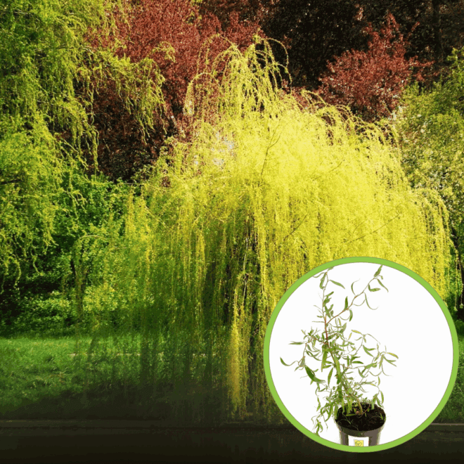 Wierzba Babilońska Tortuosa - żółta Salix babylonica 'Tortuosa 1