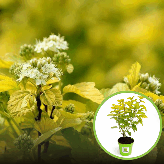 Pęcherznica kalinolistna Dart's Gold - złote liście Physocarpus opulifolius " Dart's Gold " 1
