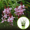 Gaura Lindheimera - zestaw 7 sadzonek - miododajny i kolorowy mix! Gaura Lindheimera - zestaw 7 sadzonek - miododajny i kolorowy mix! 1