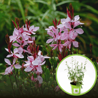 Gaura Lindheimera - zestaw 7 sadzonek - miododajny i kolorowy mix! Gaura Lindheimera - zestaw 7 sadzonek - miododajny i kolorowy mix! 1