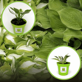 Funkia Hosta zestaw 20 odmian! Funkia Hosta zestaw 20 odmian! 1