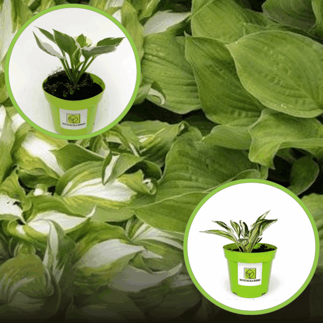 Funkia Hosta zestaw 20 odmian! Funkia Hosta zestaw 20 odmian! 1