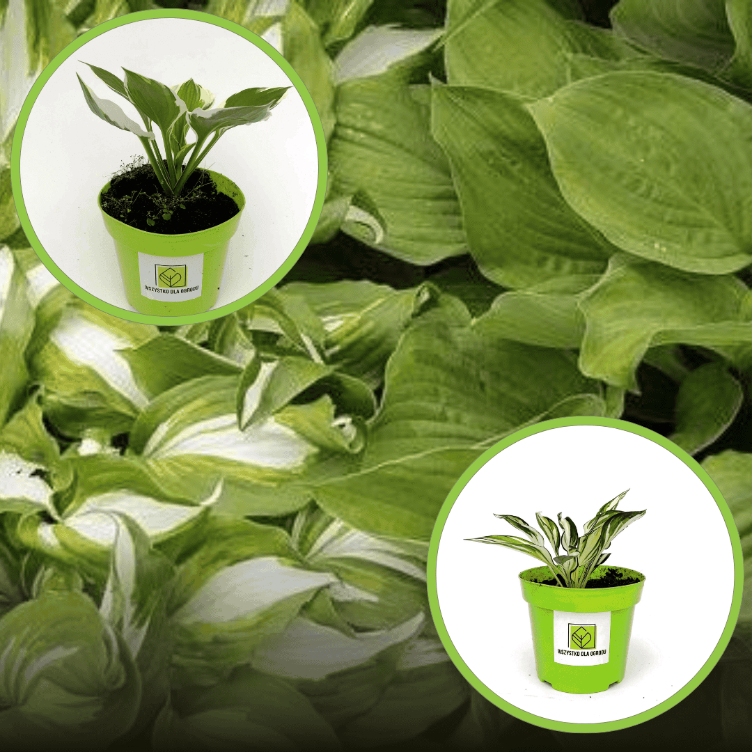 Funkia Hosta zestaw 20 odmian! Funkia Hosta zestaw 20 odmian! 1