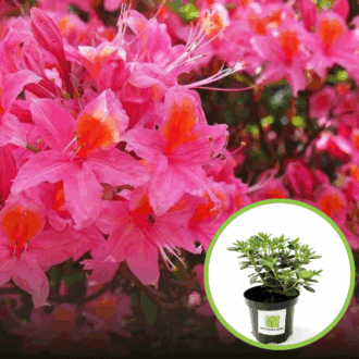 Azalia Japońska Melina - różowa Azalea japonica 'Melina' 1