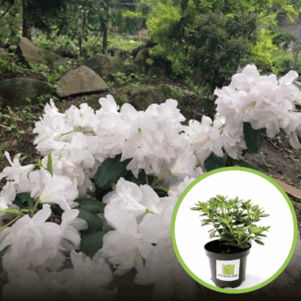 Azalia Japońska Schneeperle - biała miniaturka Azalea japonica 'Schneeperel' 1