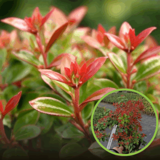 Pieris japoński Little Hedge Green - Drobne liście miniaturka Pieris japonica 'Little Hedge Green 1