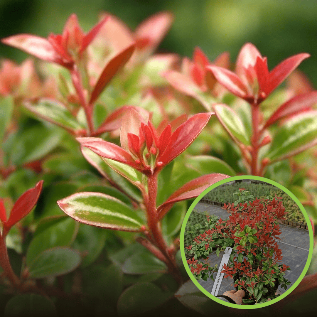 Pieris japoński Little Hedge Green C4