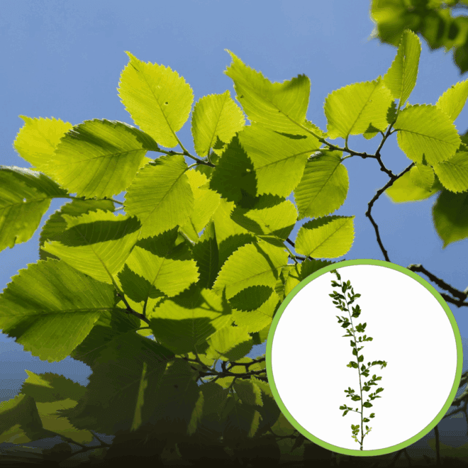 Wiąz Geisha szczepiona - piękne białe liście Ulmus hollandica 'Geisha' 1